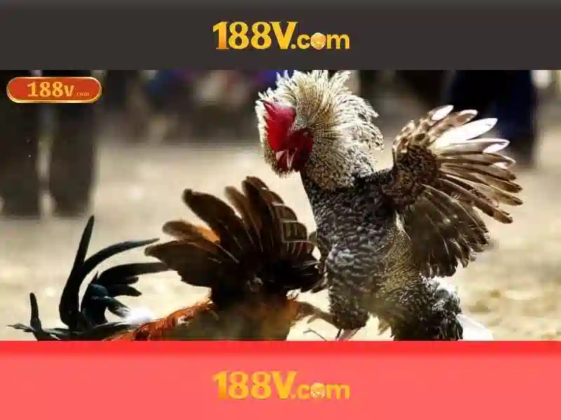 Huong dan cac cua cuoc Meron Wala va BDD trong da ga